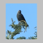 Corvus monedula - Dohle 05.jpg